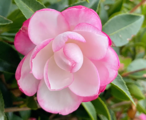 茶花开花后怎么修剪