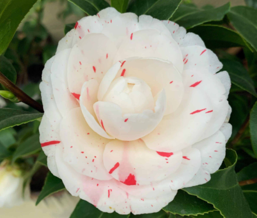 茶花是喜阳还是喜阴