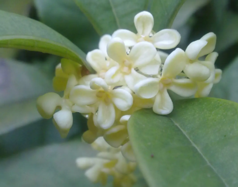 桂花种子怎么催芽