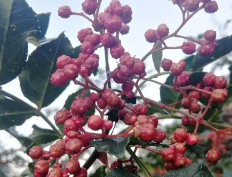 花椒籽能种吗