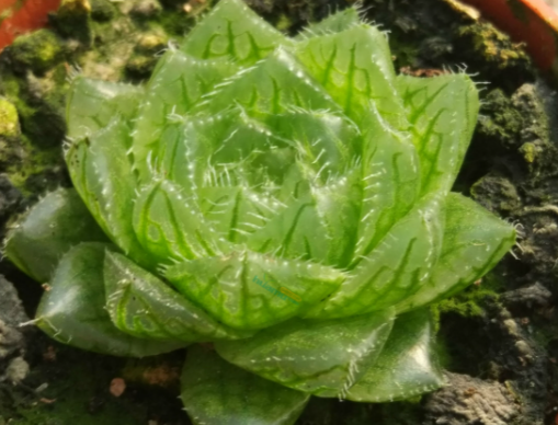 玉露怕太阳晒吗