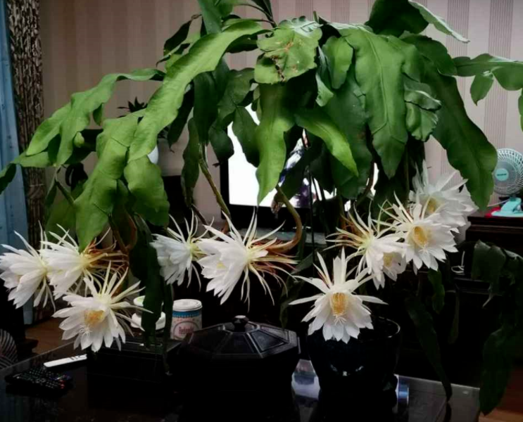 昙花浇水的正确方法 浇水原则及注意事项