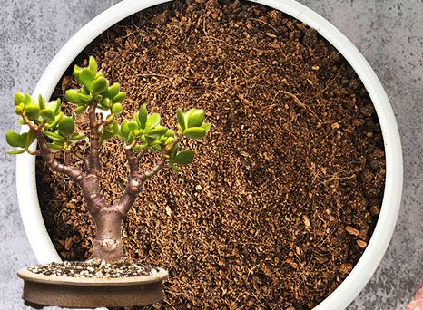 玉树怎么配土 配制种植土壤方法