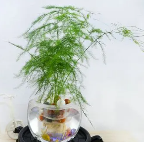 水培文竹怎么养才能更旺盛