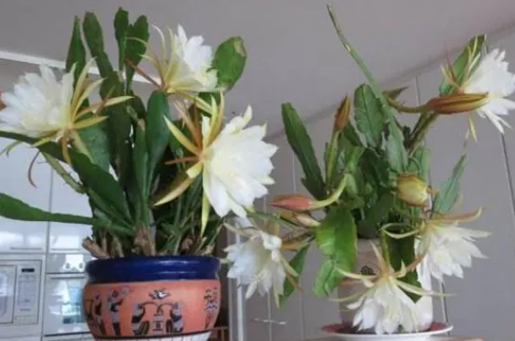 昙花什么时候分盆最合适