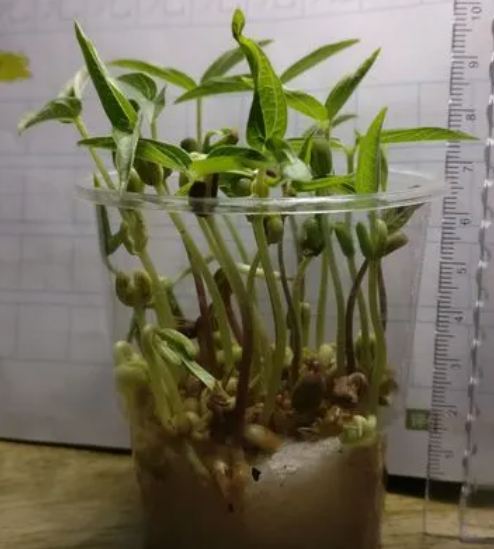 水培绿豆怎么养才能更旺盛