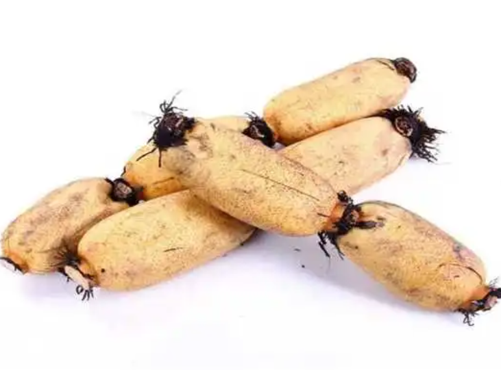 莲藕什么季节种植合适