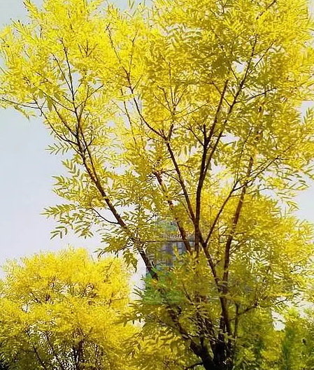 黄金槐什么时候嫁接