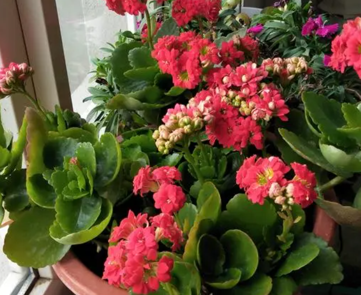 孕妇可以养长寿花吗