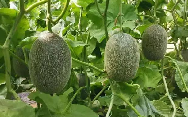 哈密瓜种植时间与生长期