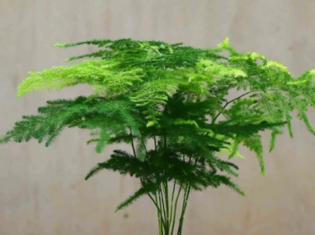 文竹种子几天发芽