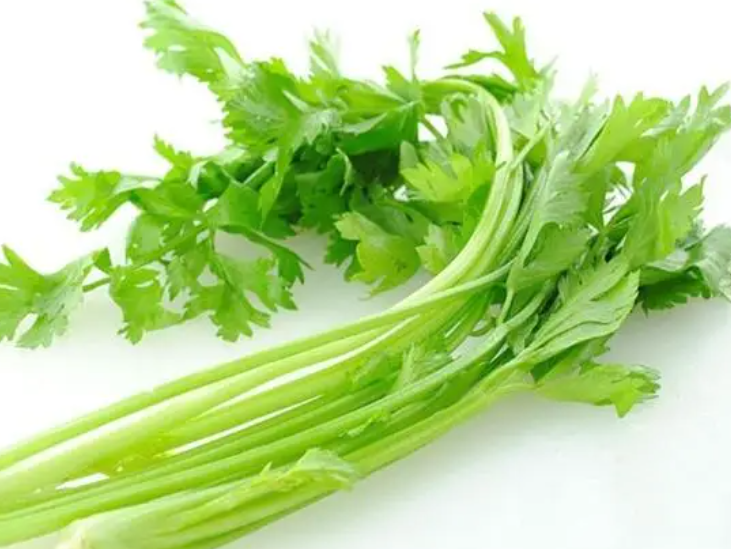 芹菜种子几天发芽