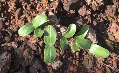 丝瓜种子怎么催芽 快速催芽方法