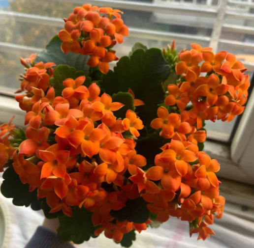 长寿花能浇硫酸亚铁吗