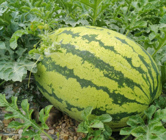 西瓜什么季节种植合适