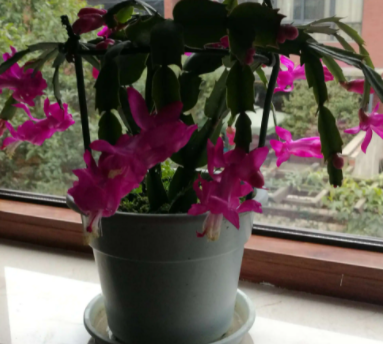 蟹爪兰花期养护方法 开花期养护要点