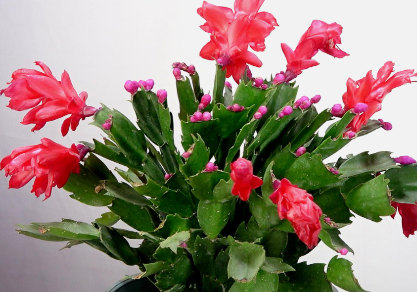 多菌灵可以浇蟹爪兰吗
