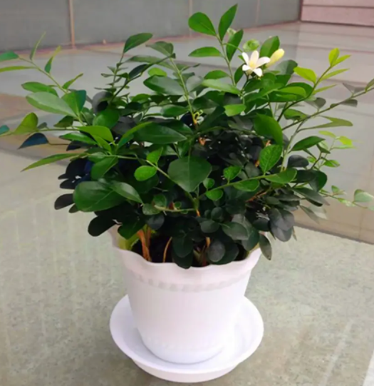 九里香怎么配土 种植土壤配制方法