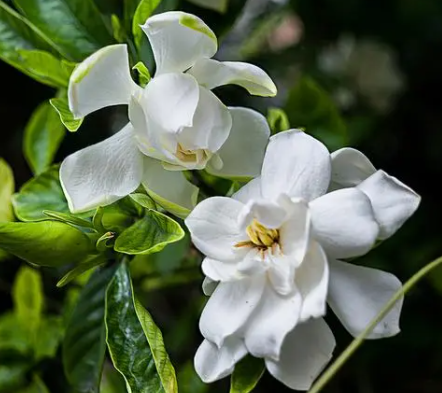 栀子花适合什么环境生长