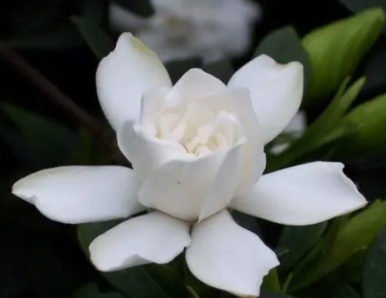 栀子花怎么养才长得好