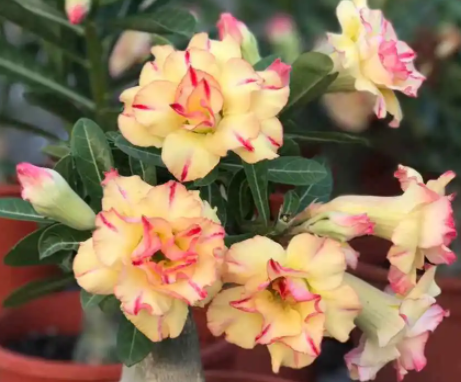 沙漠玫瑰喜光吗