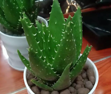 芦荟什么时候分株
