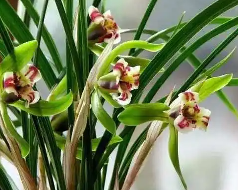 兰草花浇什么水好