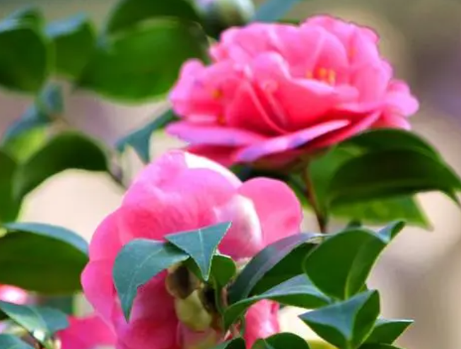 山茶花浇什么水好