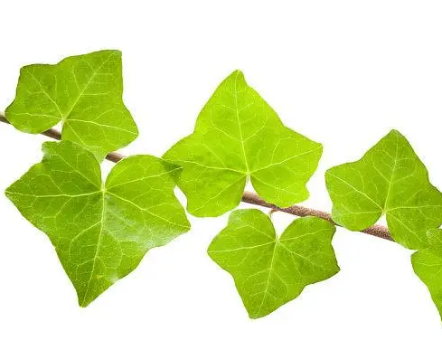 常春藤浇什么水好
