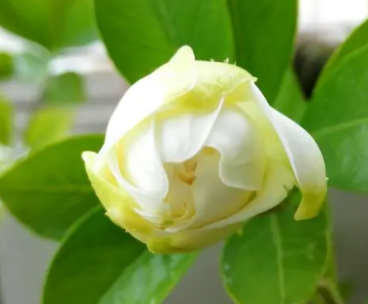 栀子花浇什么水好
