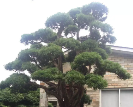 罗汉松浇什么水好