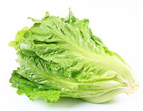 生菜种子怎么催芽