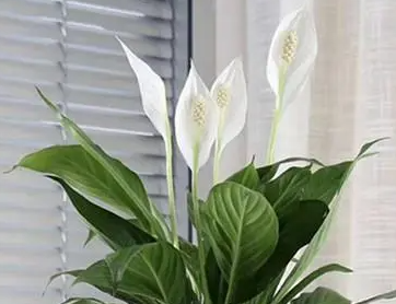 一帆风顺花浇什么水好