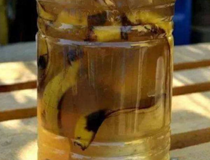 香蕉皮泡水可以浇花吗