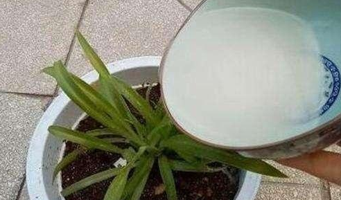 过期牛奶能浇花吗