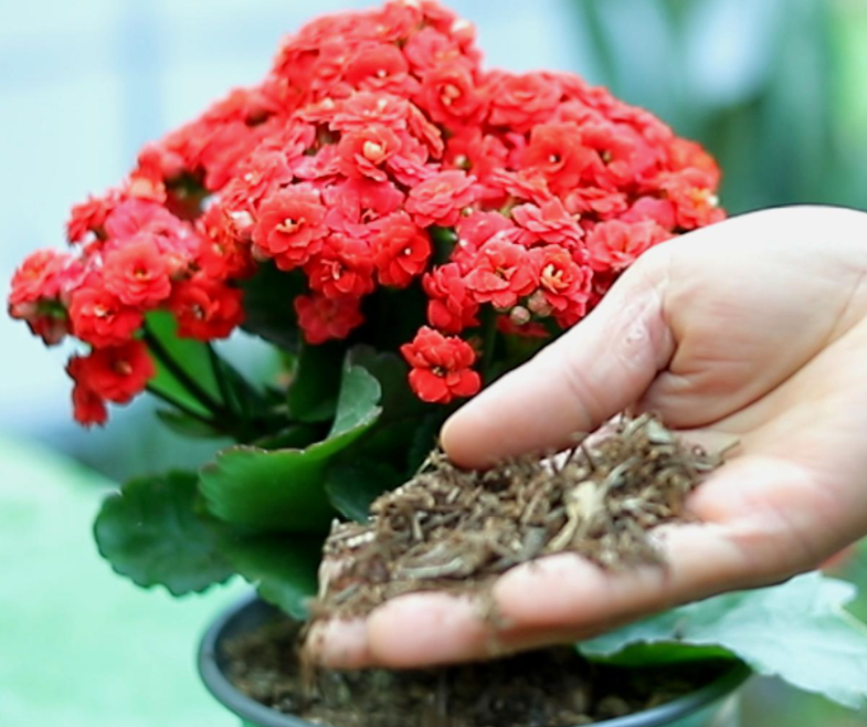 长寿花怎么配土 种植土壤配制方法