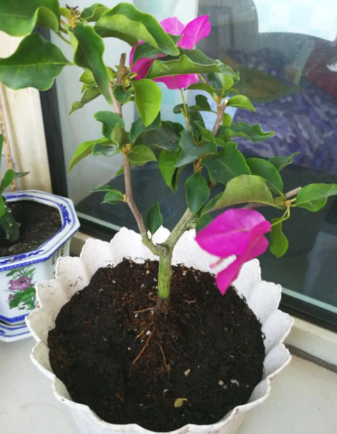 三角梅怎么配土 种植土壤配制方法