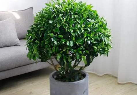 非洲茉莉喜水吗 是喜水还是怕水植物