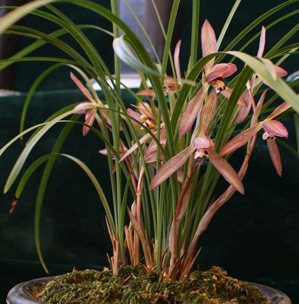 兰花耐旱吗 是喜水还是喜旱植物
