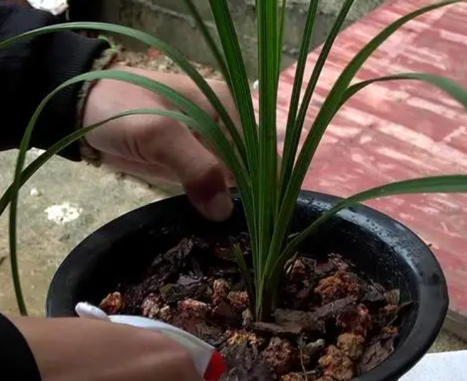 兰花换盆后多久浇水一次