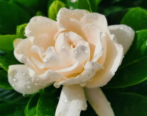 栀子花花土配制方法是什么