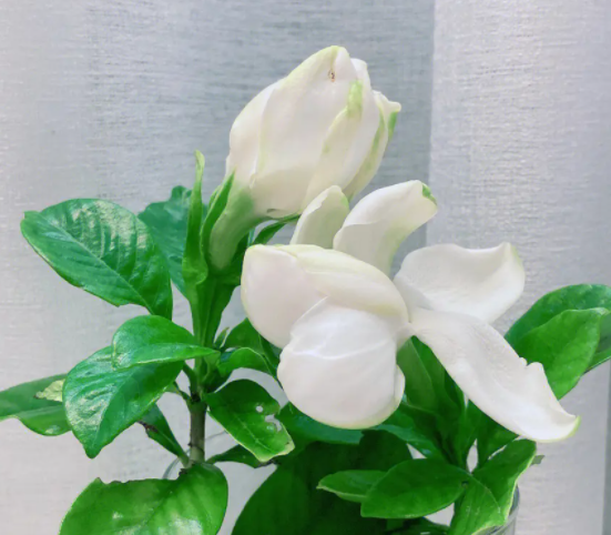 栀子花花期养护方法是什么