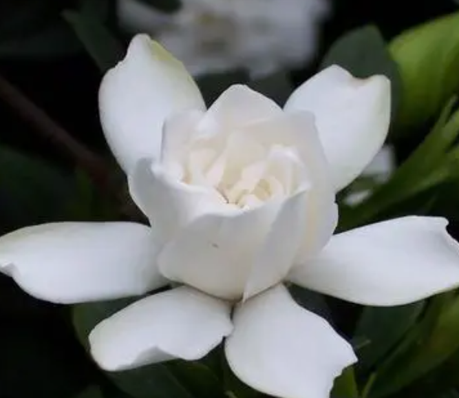 栀子花怕晒太阳吗