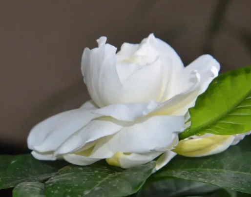 栀子花无土栽培方法是什么