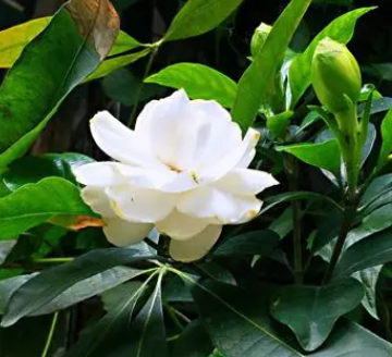 栀子花喜水吗