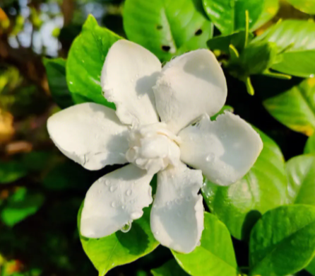 栀子花用深盆还是浅盆好