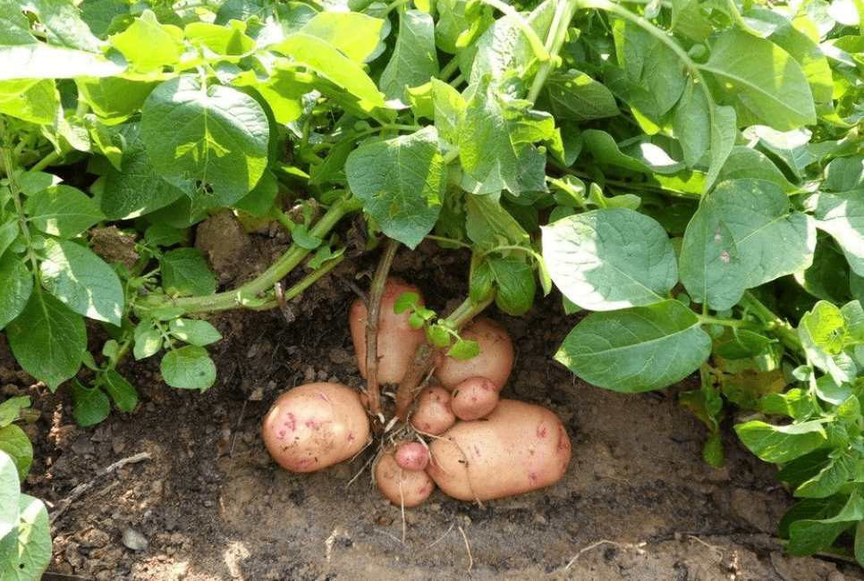 土豆什么季节种植合适