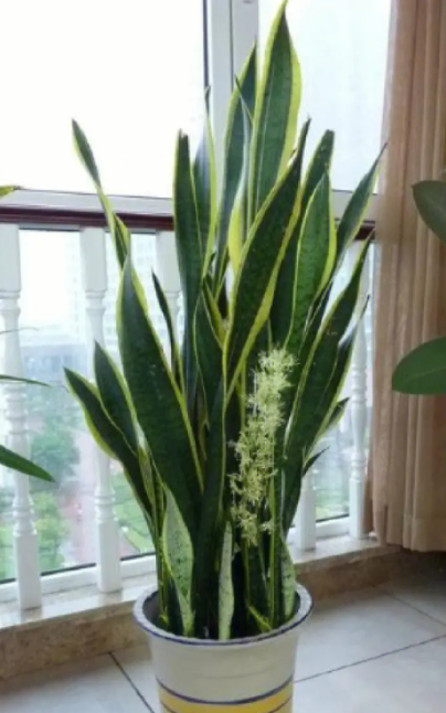 虎皮兰怎么养好看 修剪好看的造型