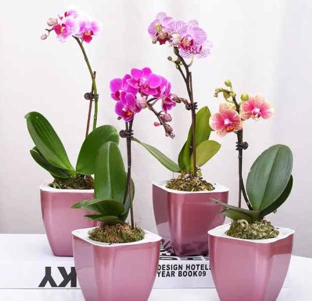 蝴蝶兰什么时候分株 分株移植时间与方法