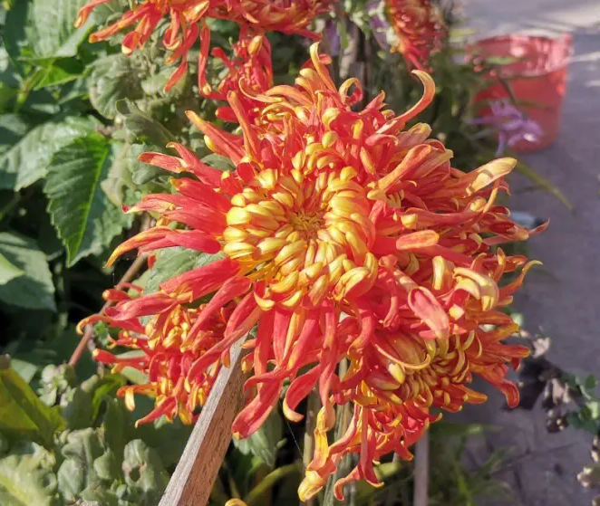 菊花一盆种几颗合适